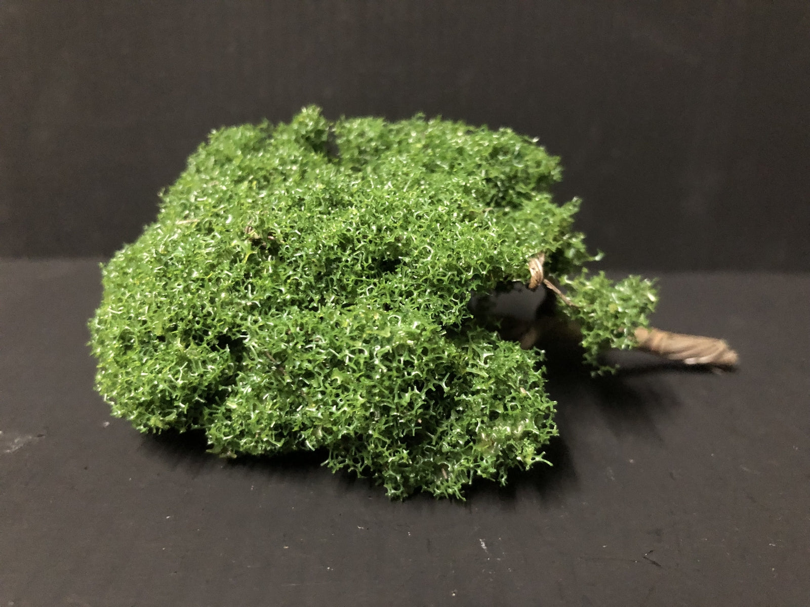 100mm wire armature model tree for OO, OO9, NG7 and On30 layouts, shown flat-packed ready to bend and shape for your railway scene